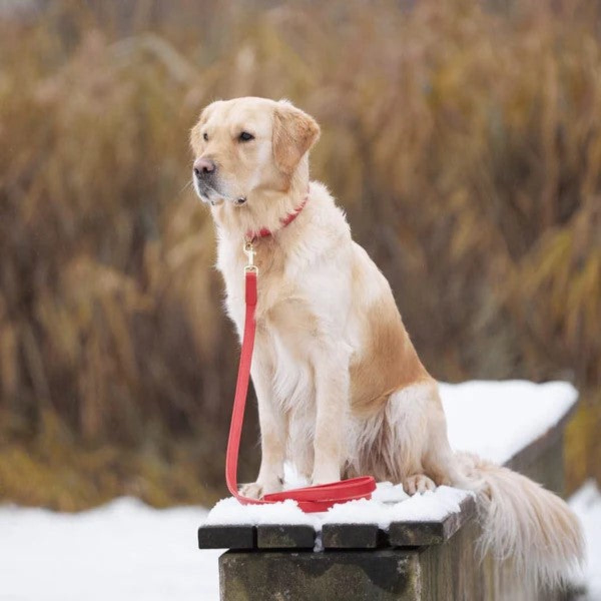 Laisses en cuir pour chien élégantes - PLAINE - Kasibe