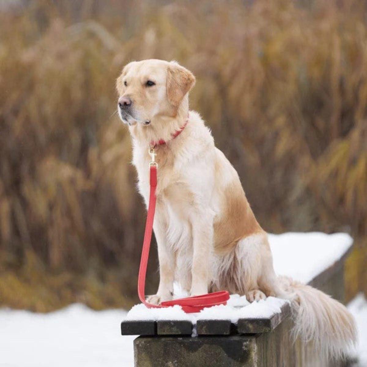 Laisses en cuir pour chien élégantes - PLAINE - Kasibe