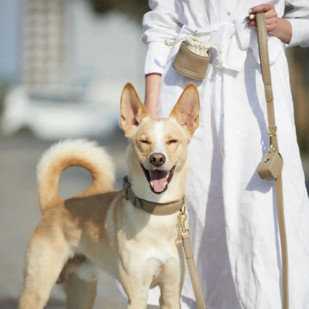 Laisses en cuir pour chien élégantes - PLAINE - Kasibe