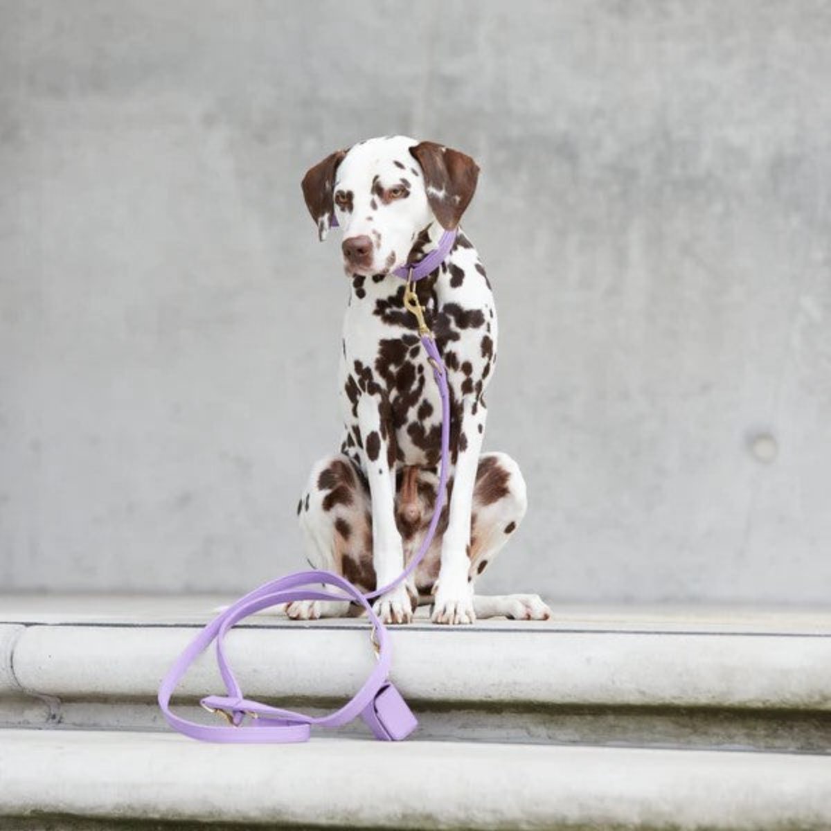 Laisses en cuir pour chien élégantes - PLAINE - Kasibe