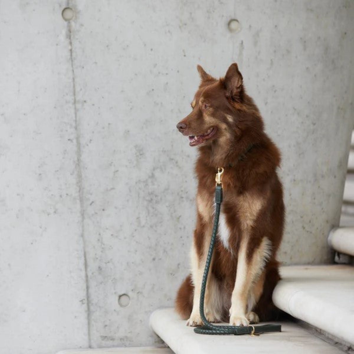 Laisses pour chien en cuir tressé - TWISTED - Kasibe