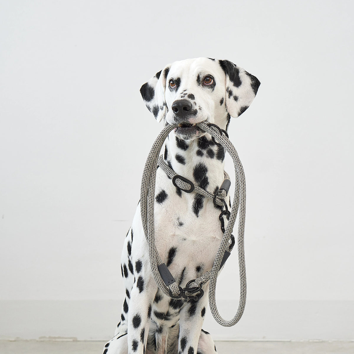 laisse réglable pour chien - kasibe