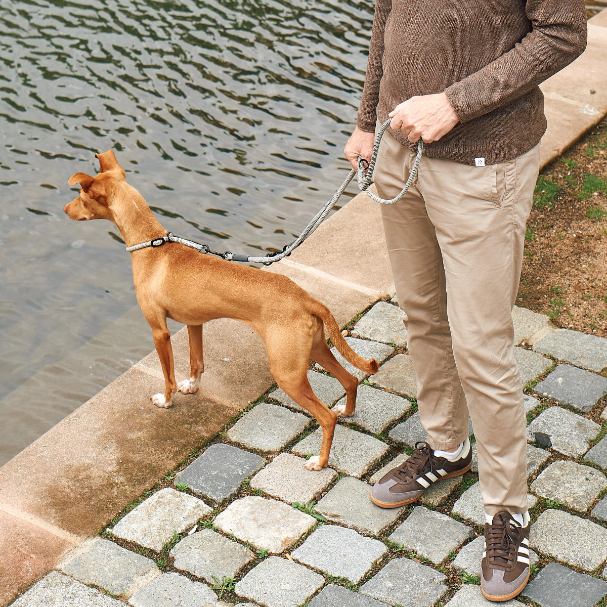 laisse réglable pour chien - kasibe