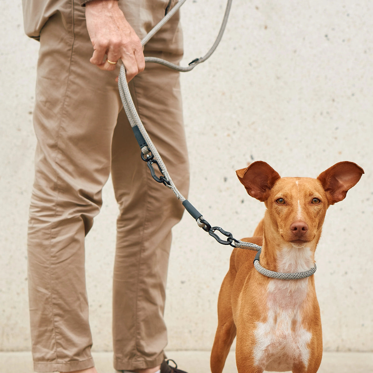 laisse réglable pour chien - kasibe