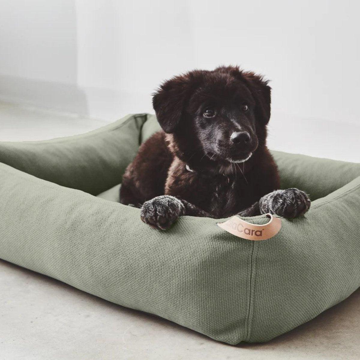 Lit box pour chien - SONNO - Kasibe