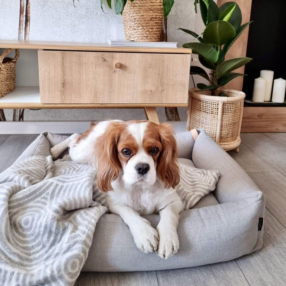 Lit pour chien design - MOE - Kasibe