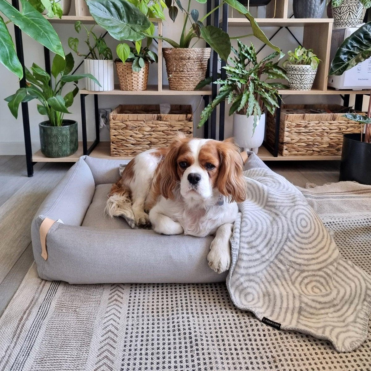 Lit pour chien design - MOE - Kasibe