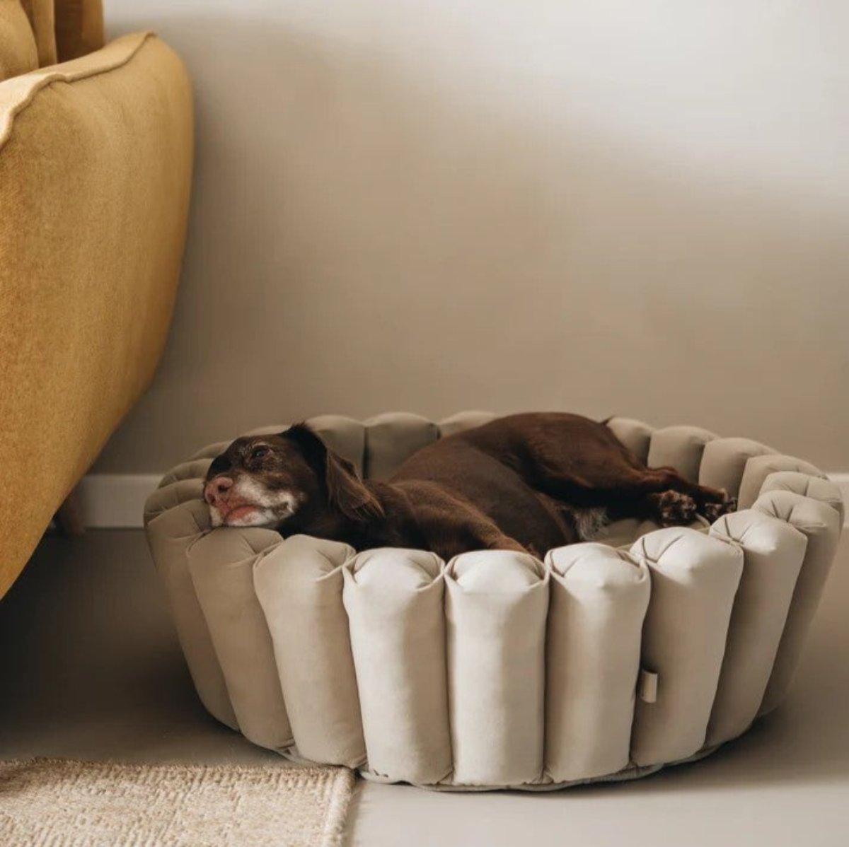 Lit pour chien original - HAVEN - Kasibe