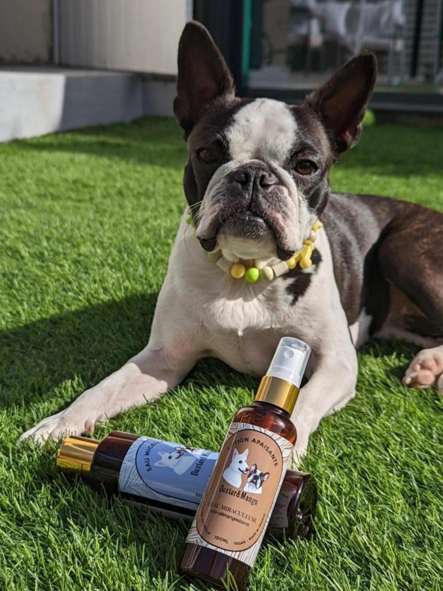 Lotion anti-démangeaisons pour chien - L'EAU MIRACULEUSE - Kasibe