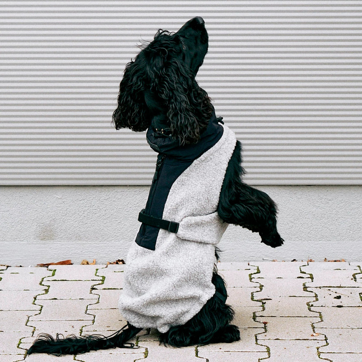 manteau pour chien - kasibe