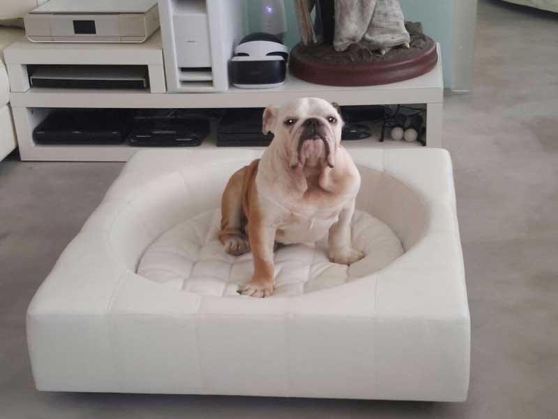 Panier Cube, un meuble pour chien très design - kasibe