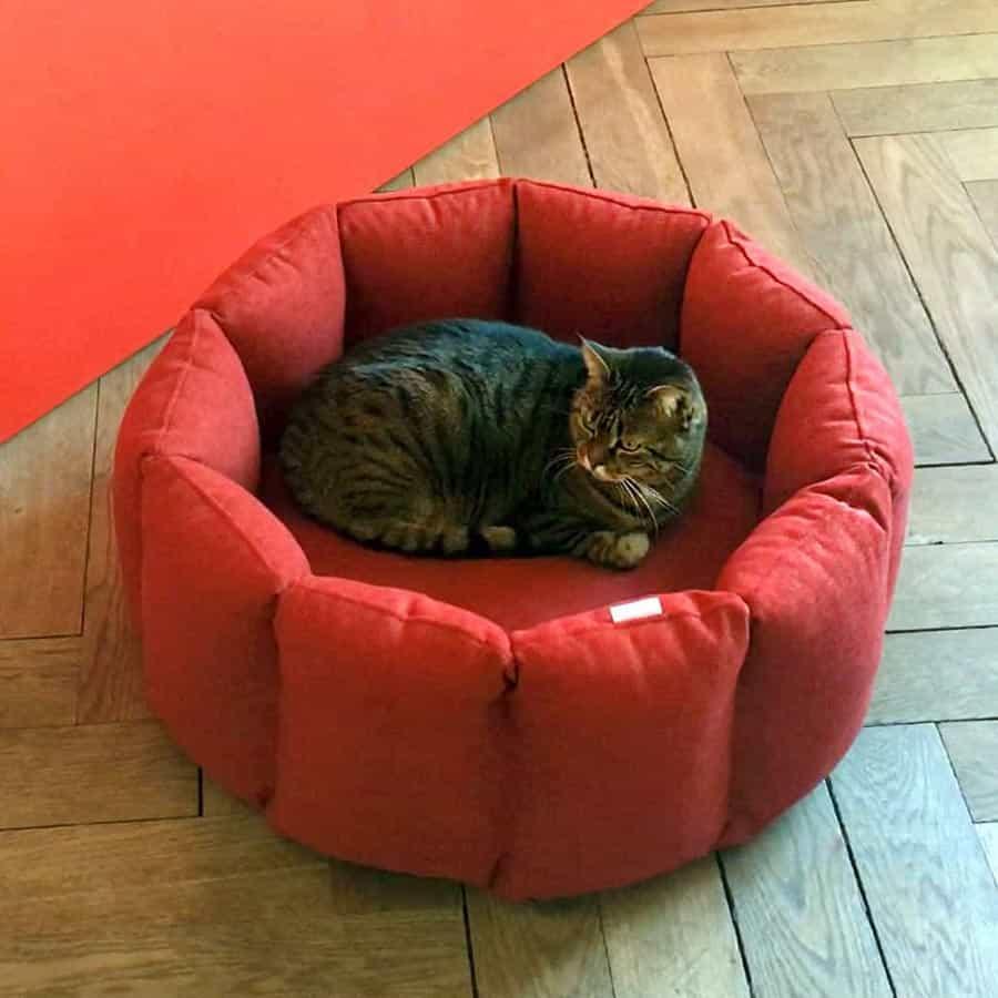 Bloom, un panier apaisant pour votre chat tout en velours - kasibe