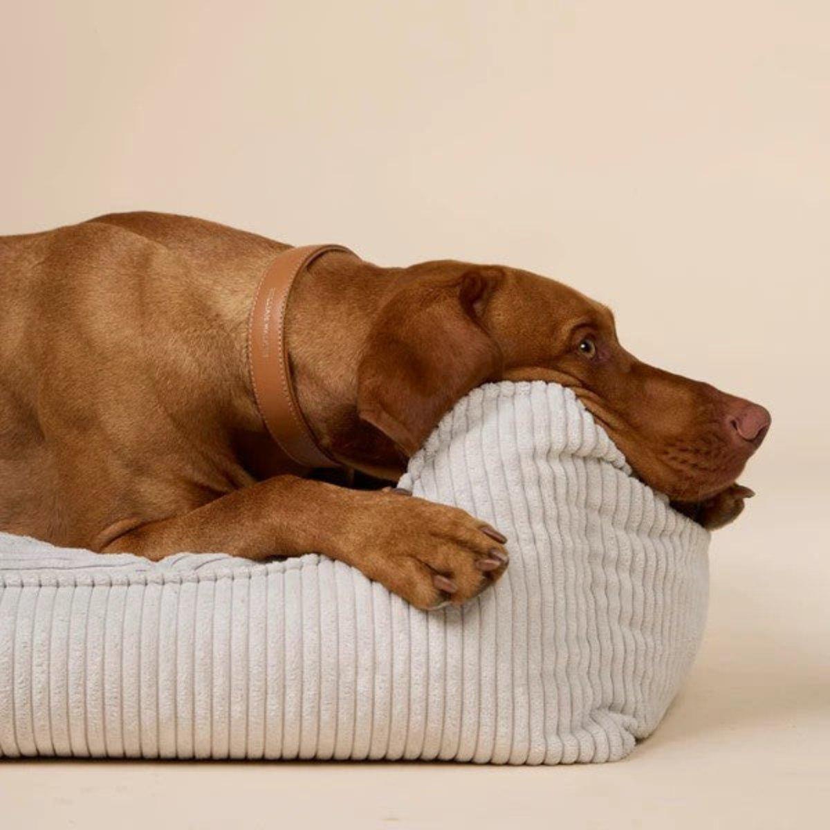 panier pour chien apaisant - kasibe