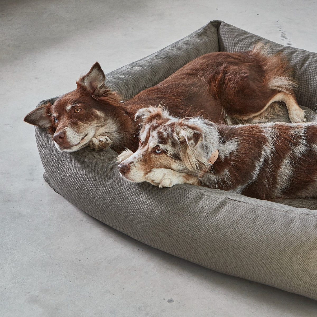 housse de panier pour chien recyclée mare miacara - kasibe