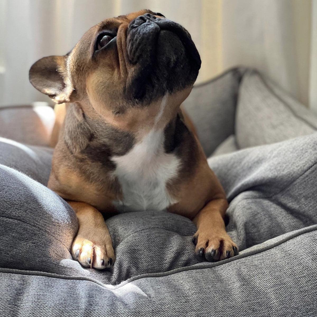 Panier confortable pour chien - UNO - Kasibe