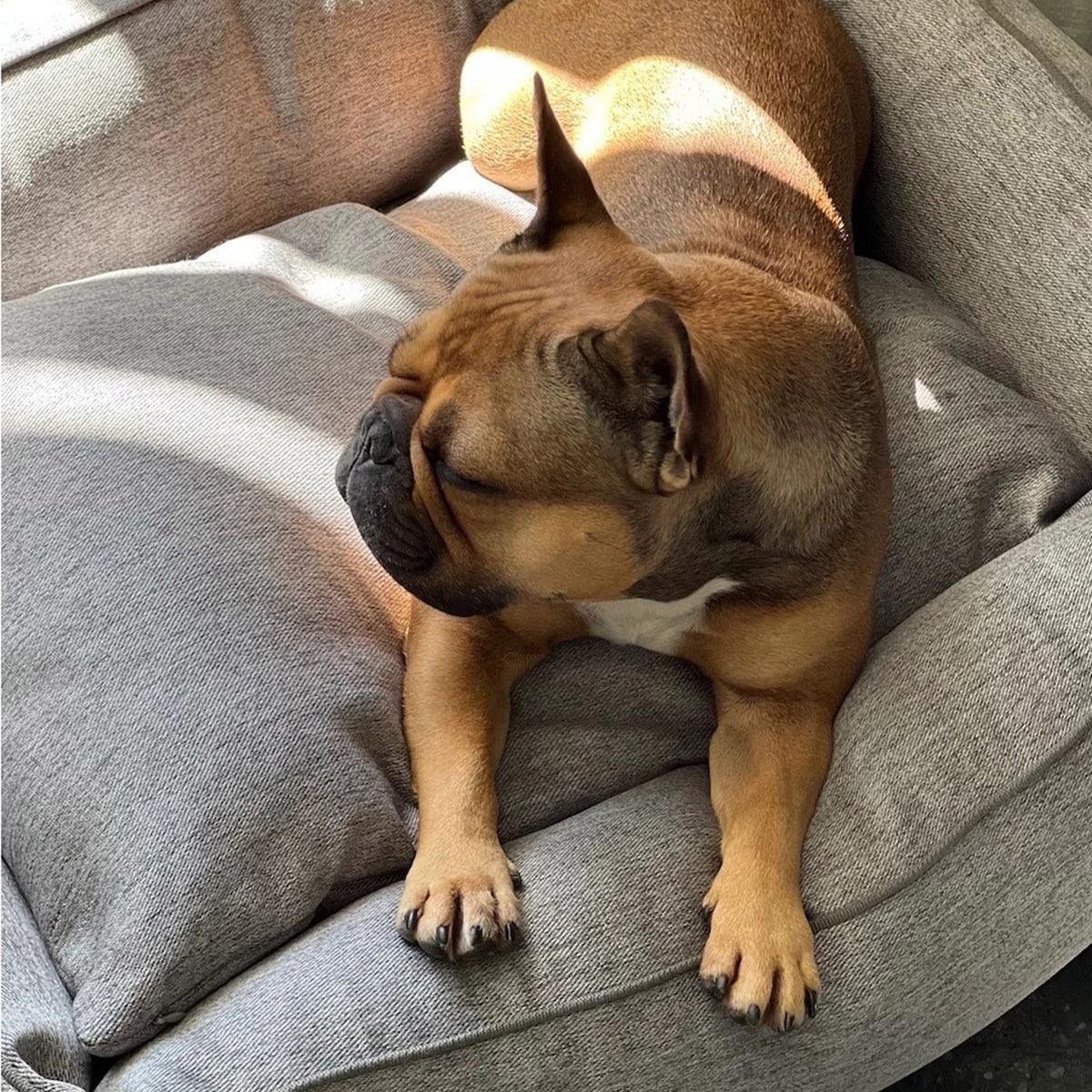 Panier confortable pour chien - UNO - Kasibe