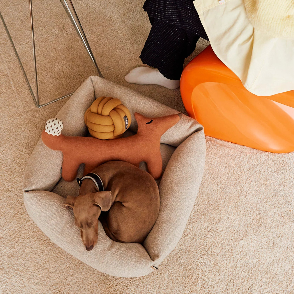Panier orthopédique pour petit chien greige - kasibe