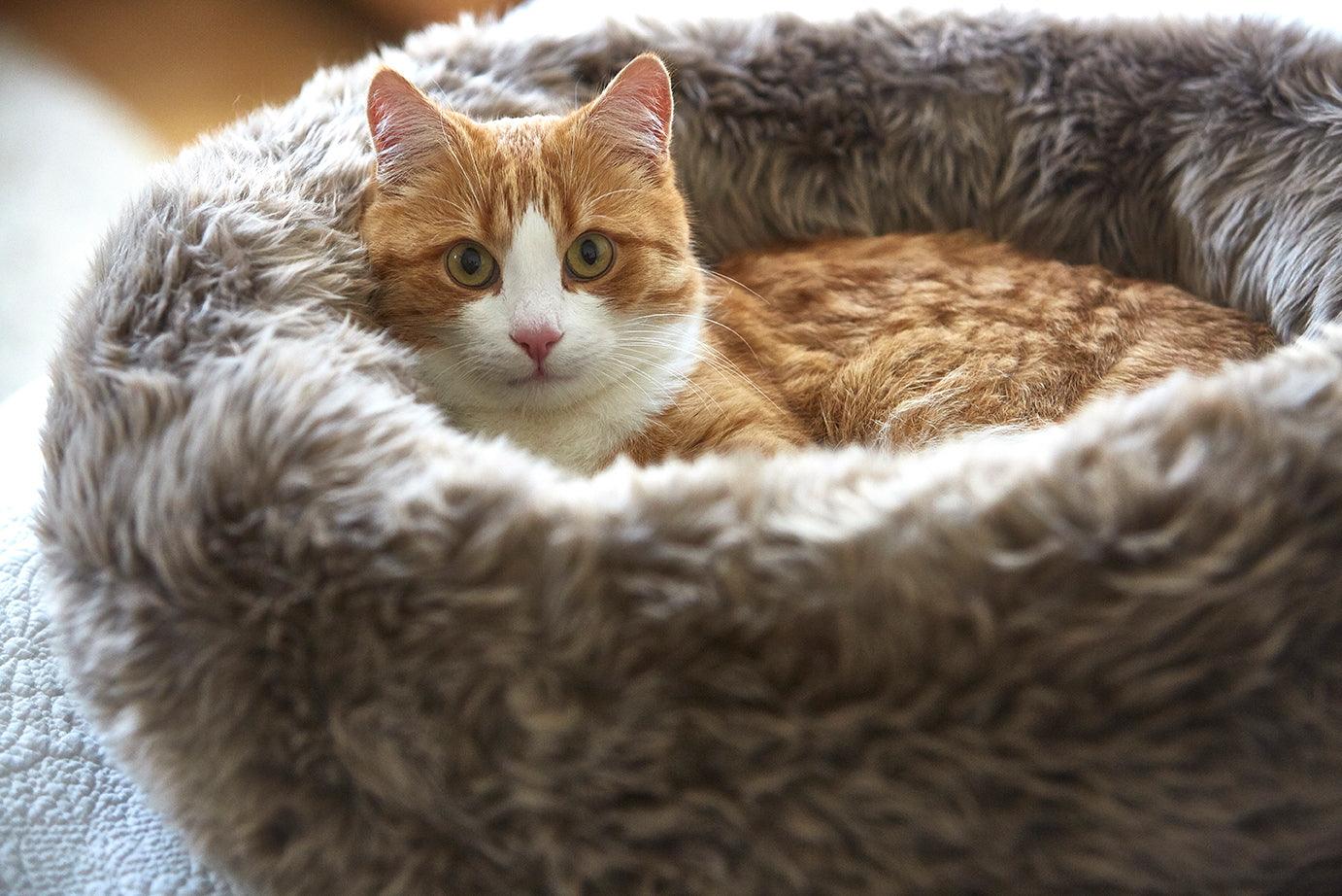 Panier pour chat original - LANA - Kasibe