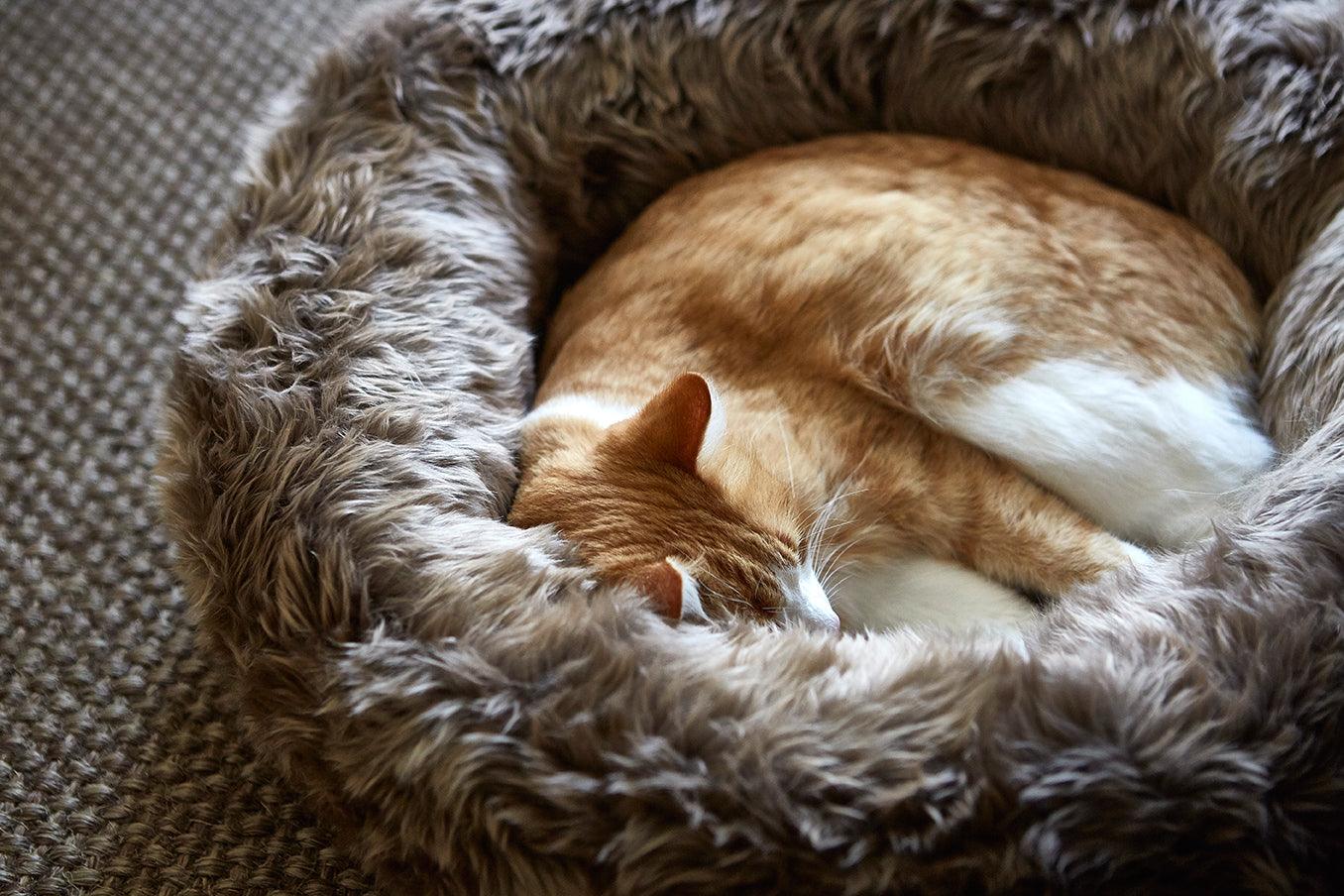 Panier pour chat original - LANA - Kasibe