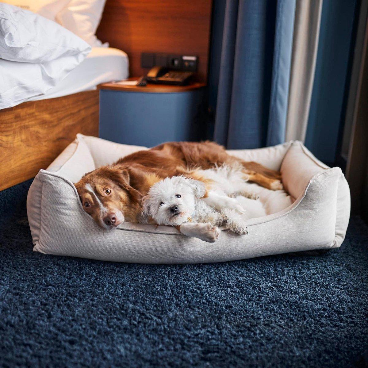 Panier pour chien confort - ORTHO - Kasibe
