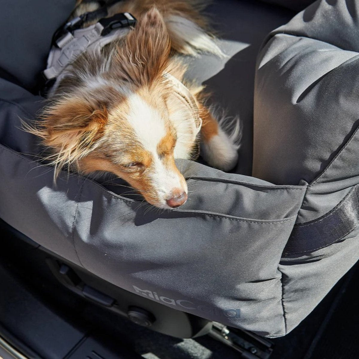 Panier pour chien de voiture - VIAGGIO - Kasibe