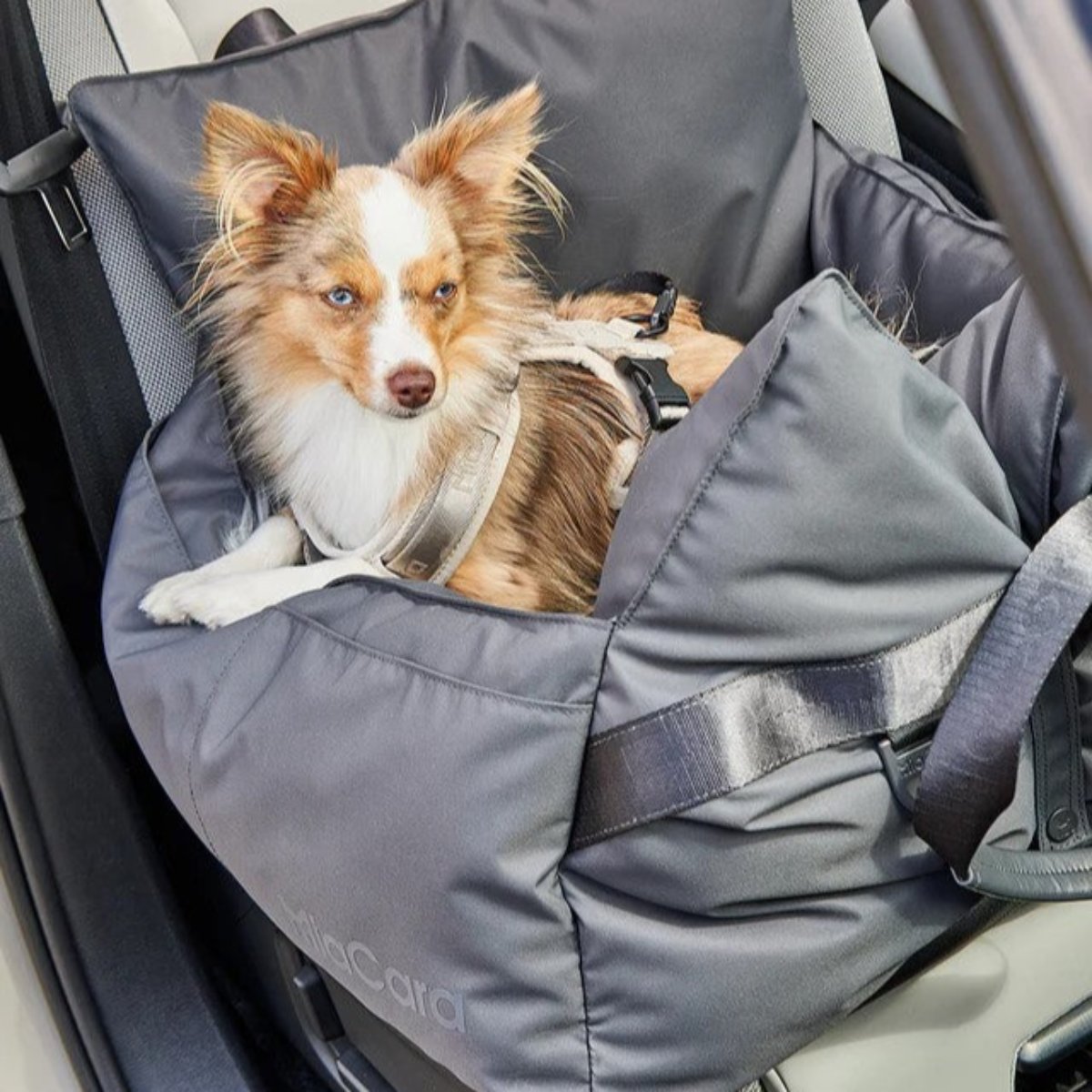 Panier pour chien de voiture - VIAGGIO - Kasibe