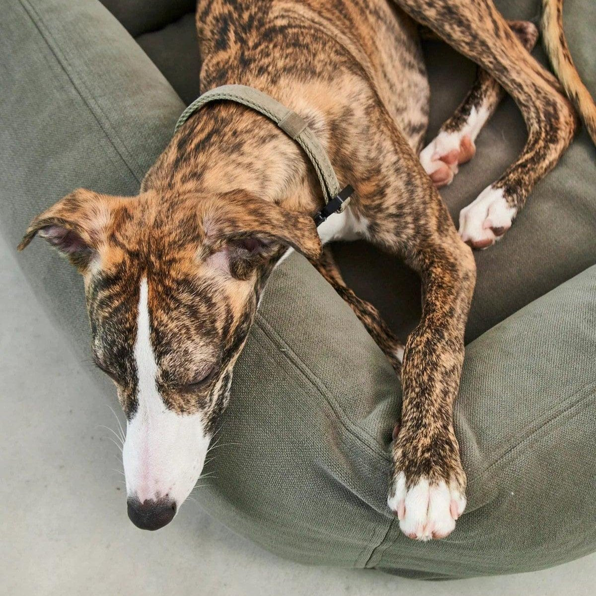 Panier pour chien lavable - COMODO - Kasibe