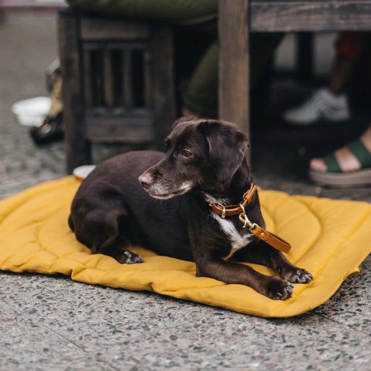 Plaid de voiture pour chien - COMPASS - Kasibe