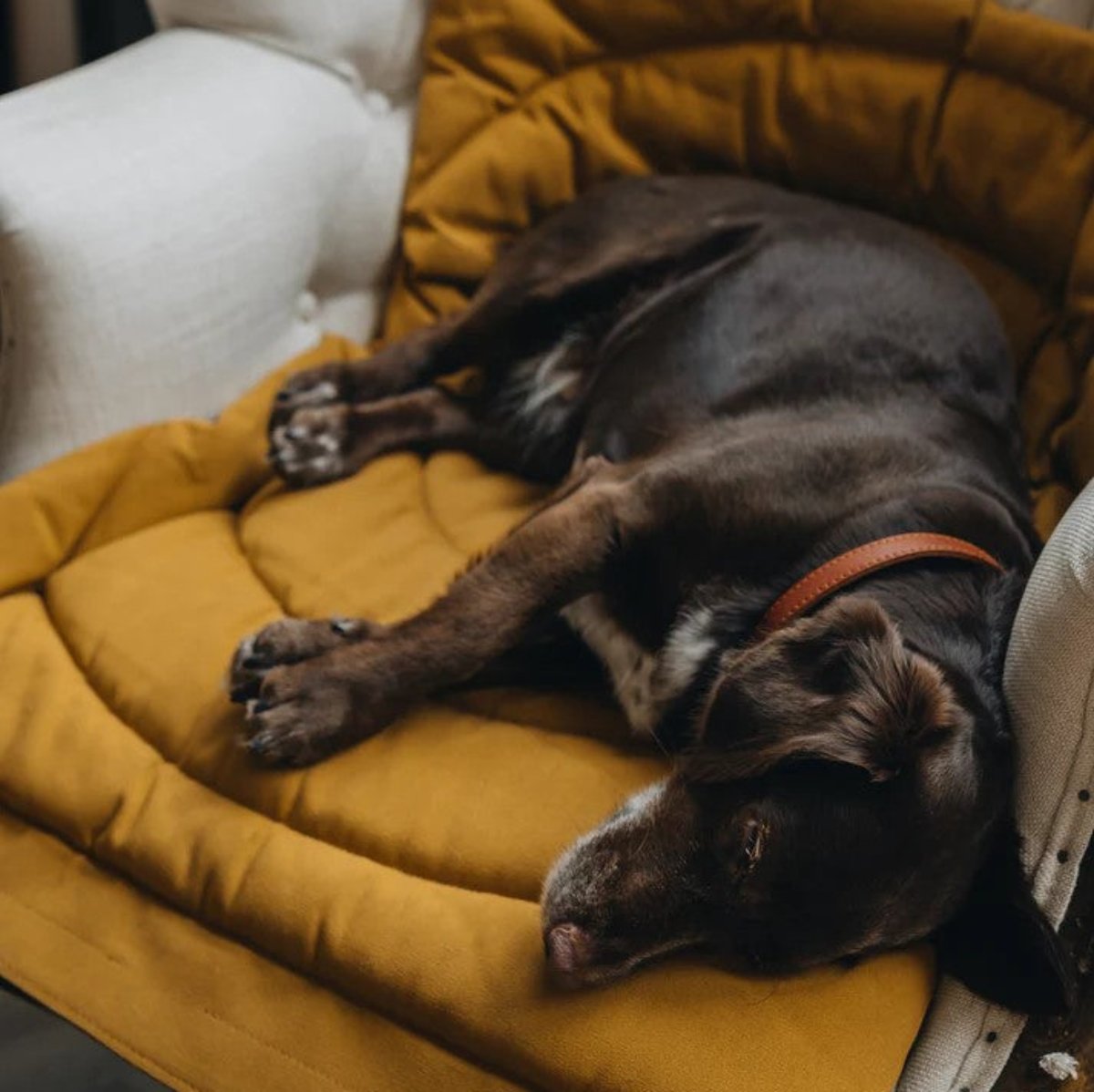 Plaid de voiture pour chien - COMPASS - Kasibe