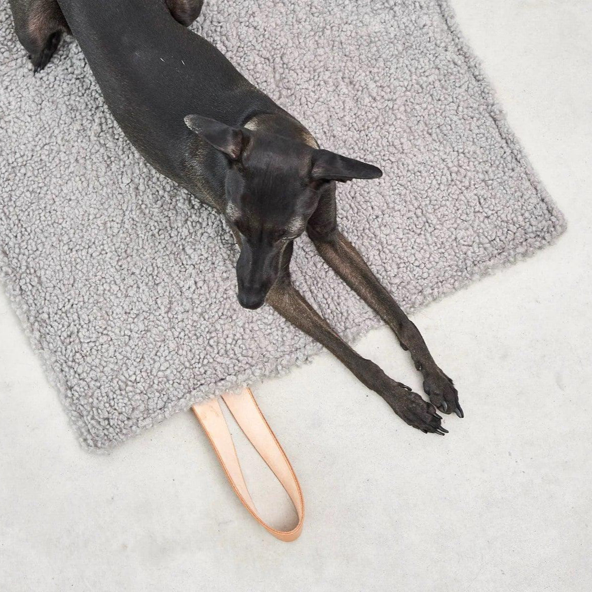 Plaid de voyage pour chien - COSMO SENSO - Kasibe