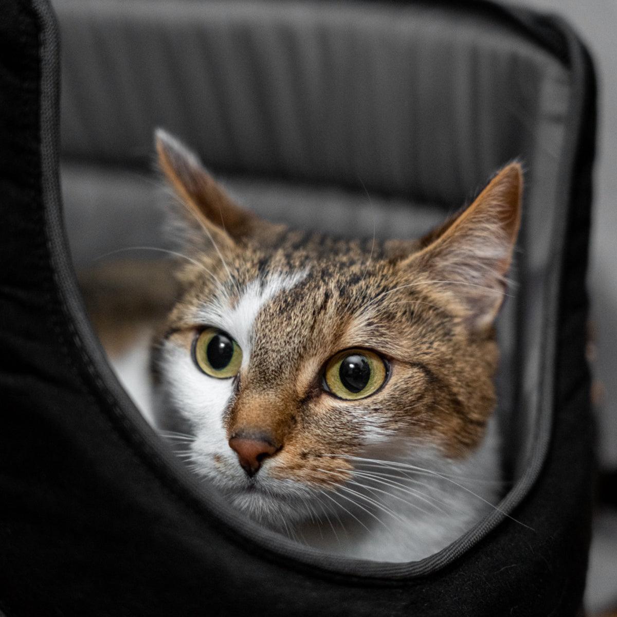 Porte chien ou chat en cuir - SAKO - Kasibe