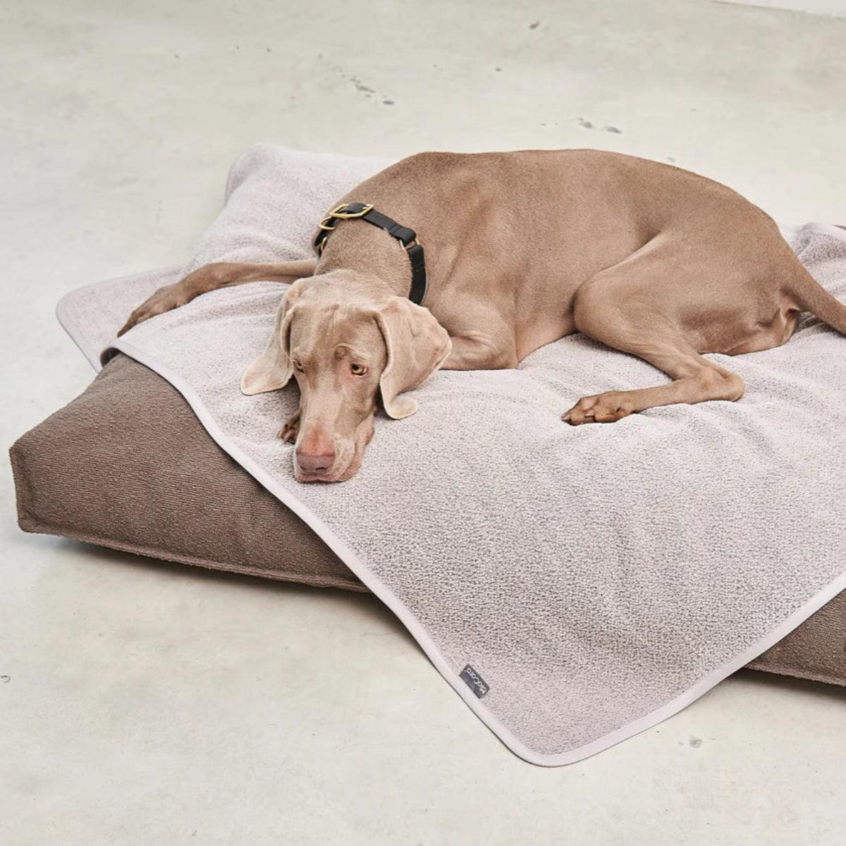 protection de canapé pour chien beige - kasibe