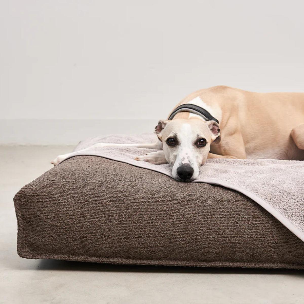 protection de canapé pour chien beige - kasibe