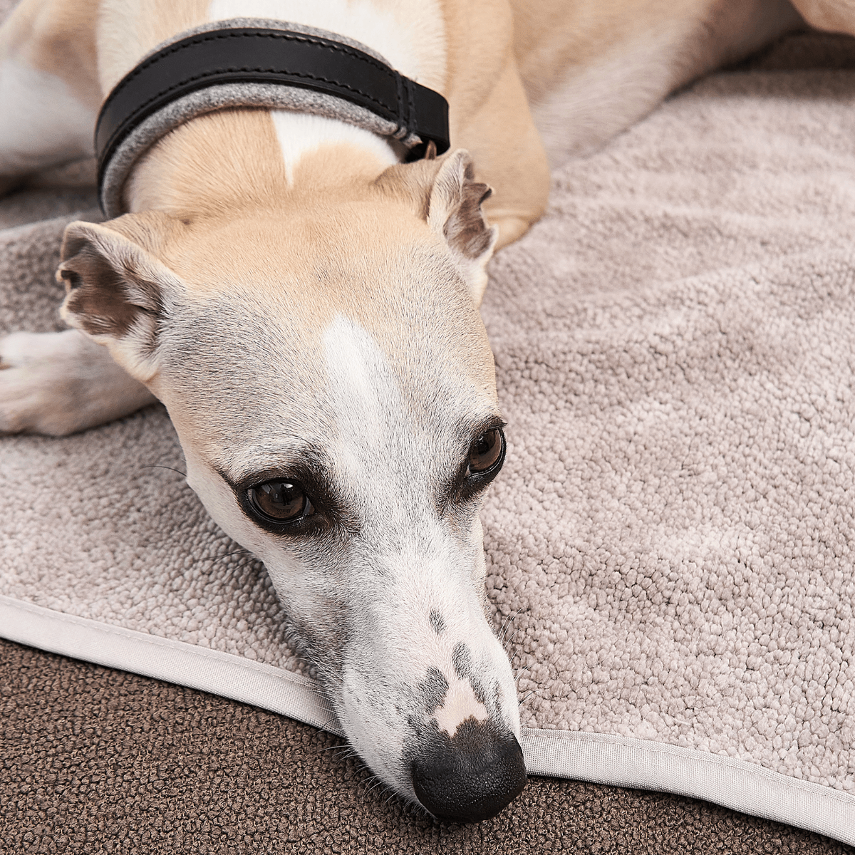 protection de canapé pour chien beige - kasibe