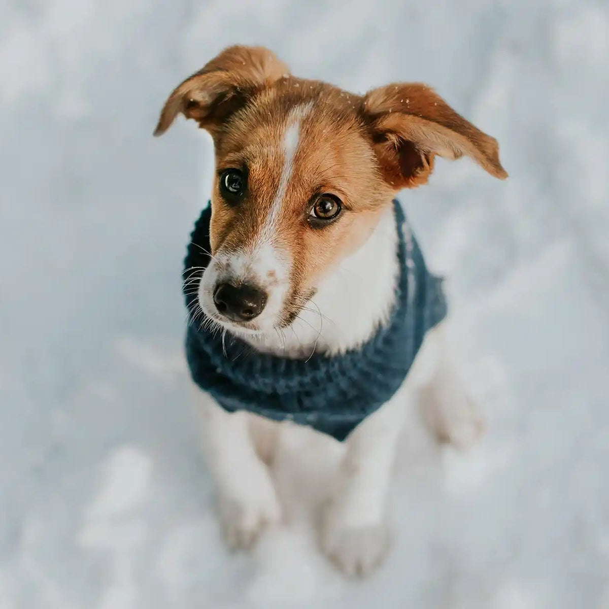 Pull d'hiver pour chien - SNOWFLAKE - Kasibe
