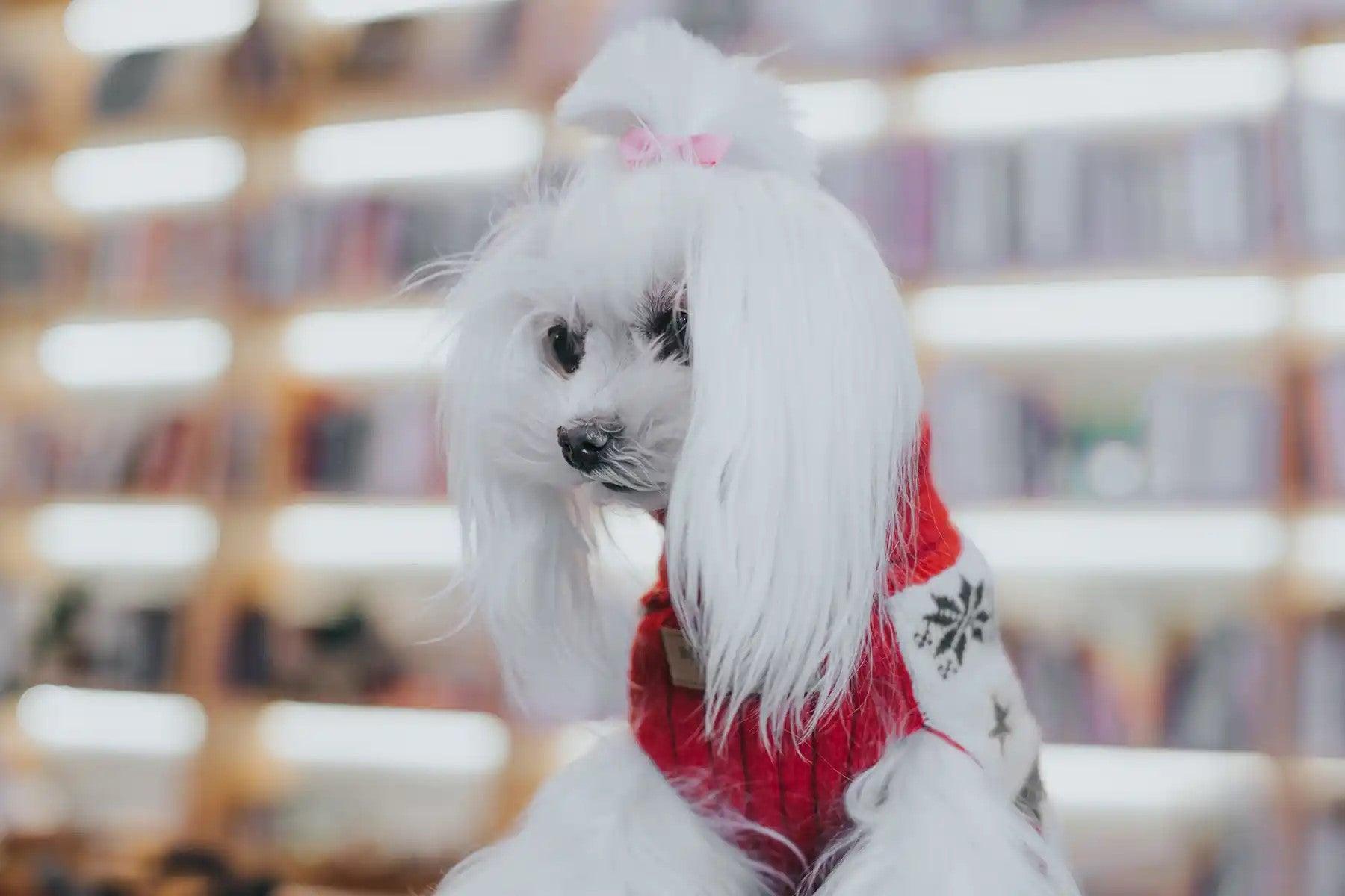 Pull de Noël pour chien - RENNE - Kasibe