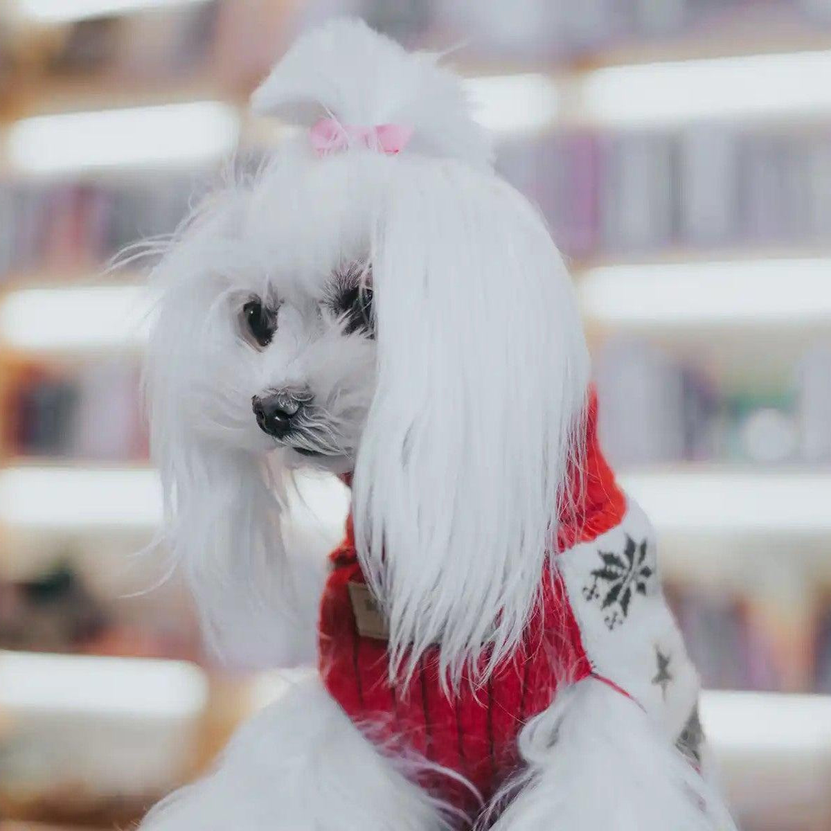 Pull de Noël pour chien - RENNE - Kasibe