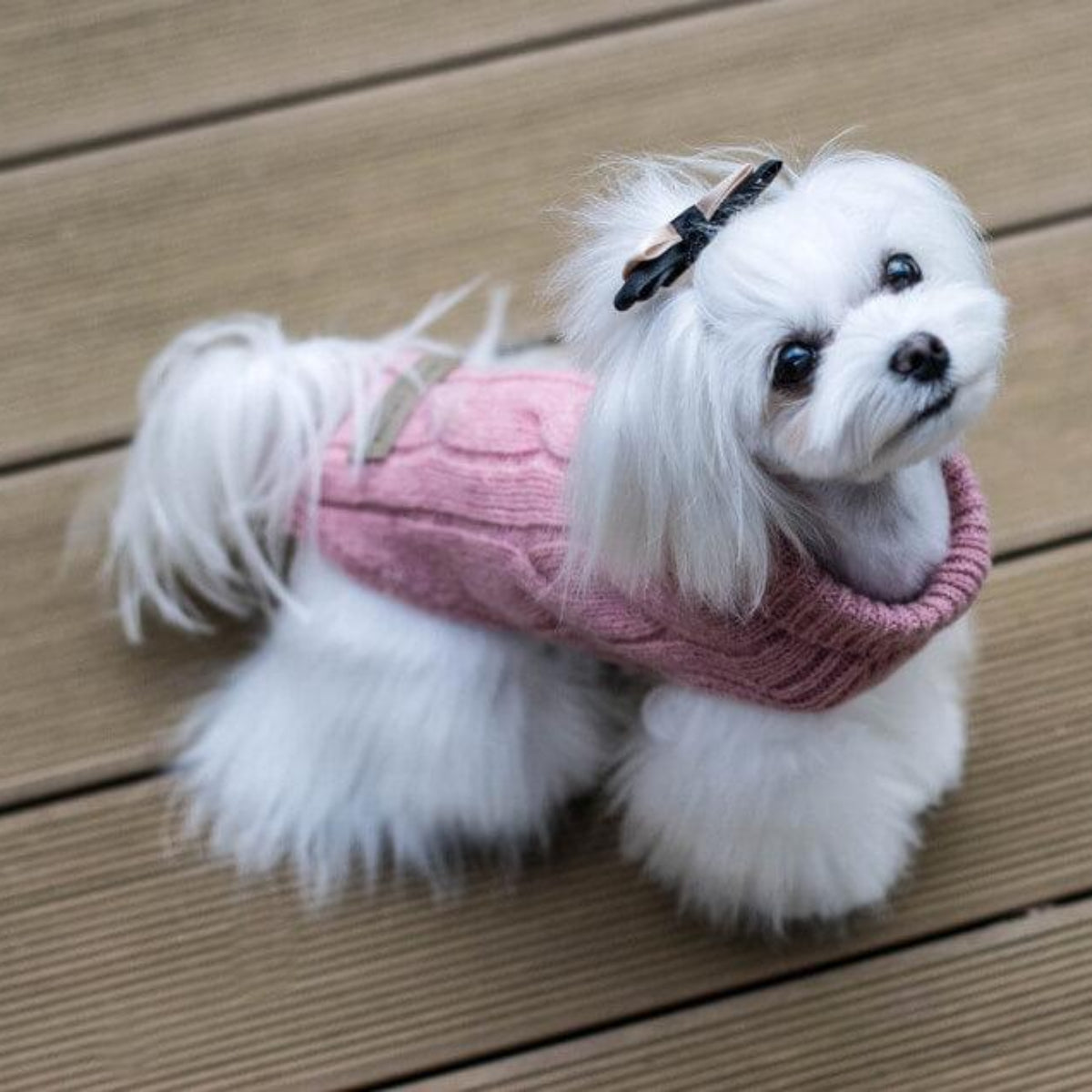 Pull en laine pour chien - ASPEN - Kasibe