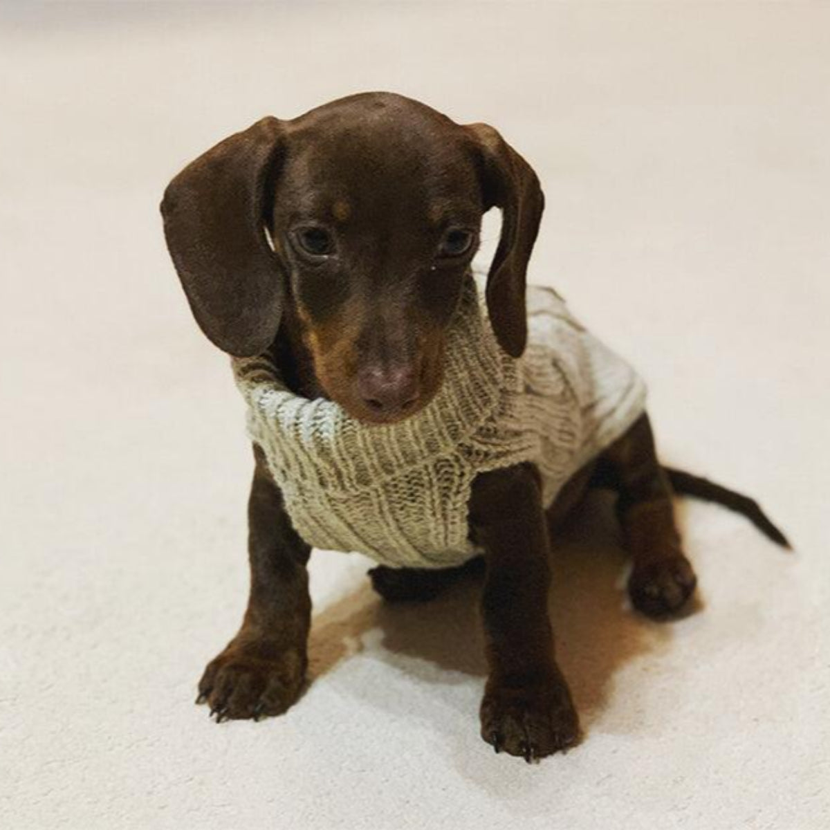 Pull en laine pour chien - ASPEN - Kasibe
