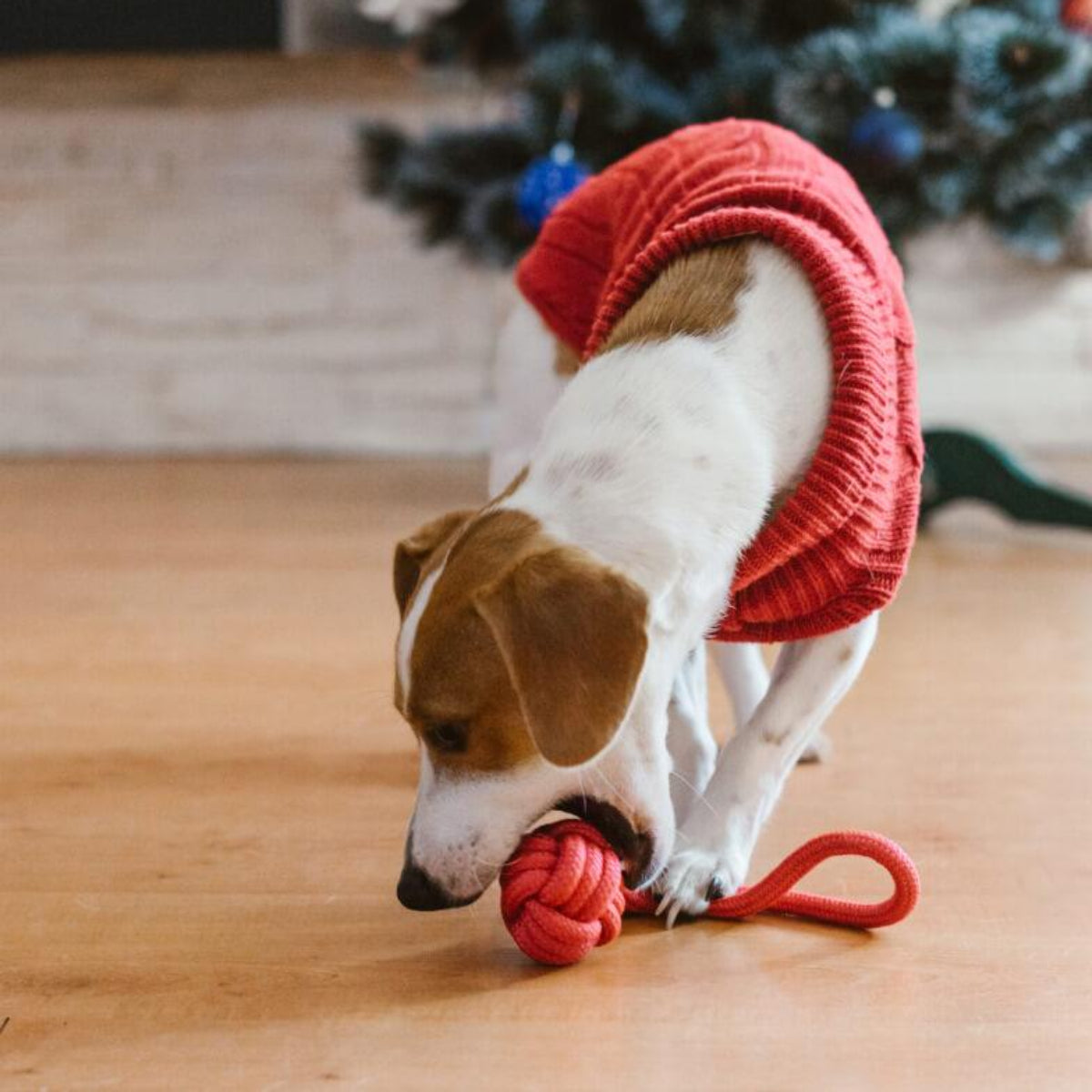 Pull en laine pour chien - ASPEN - Kasibe