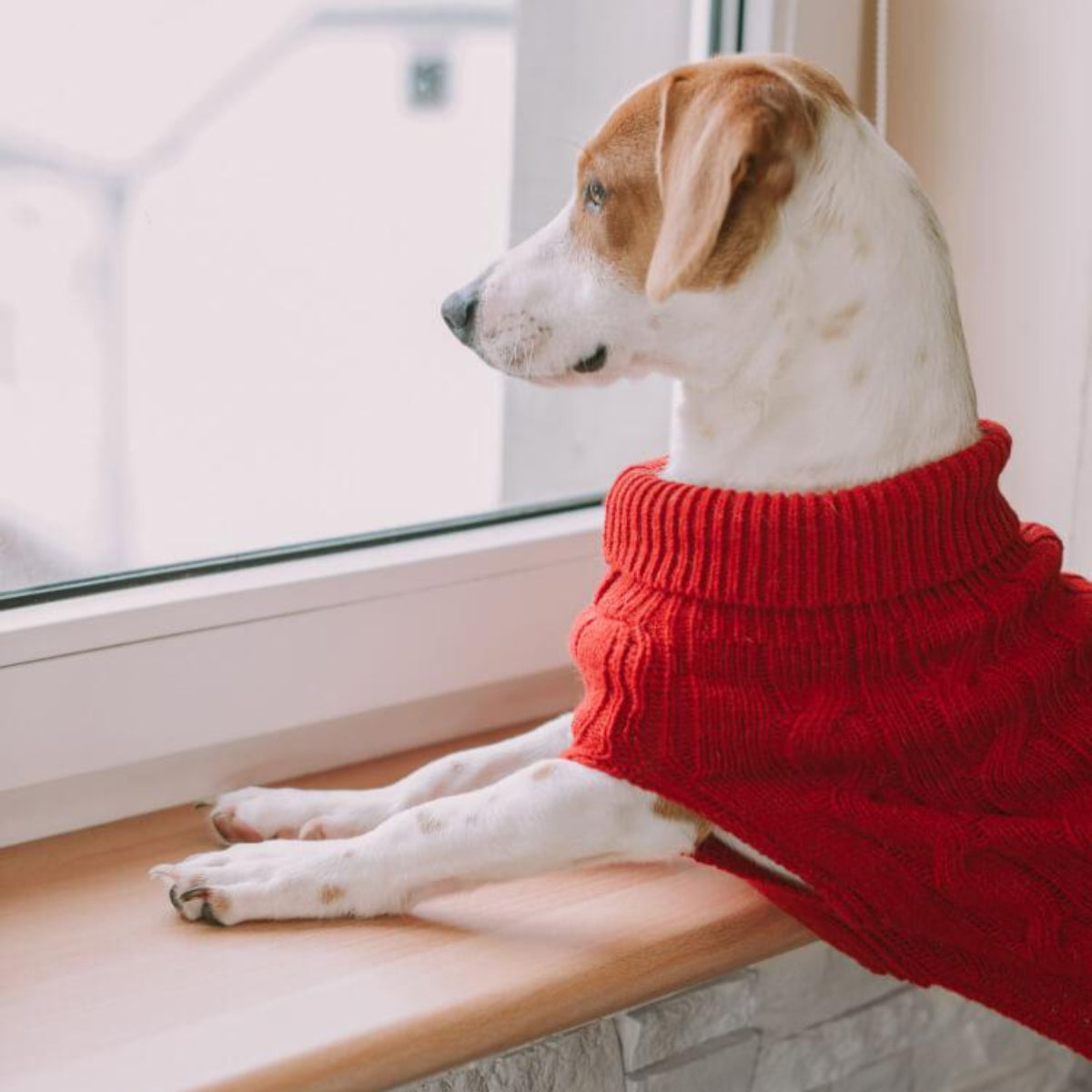 Pull en laine pour chien - ASPEN - Kasibe