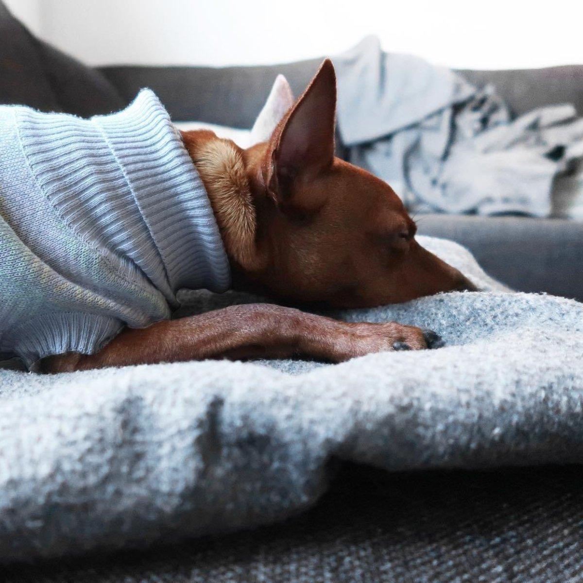 Pull pour chien - JUMPER - Kasibe