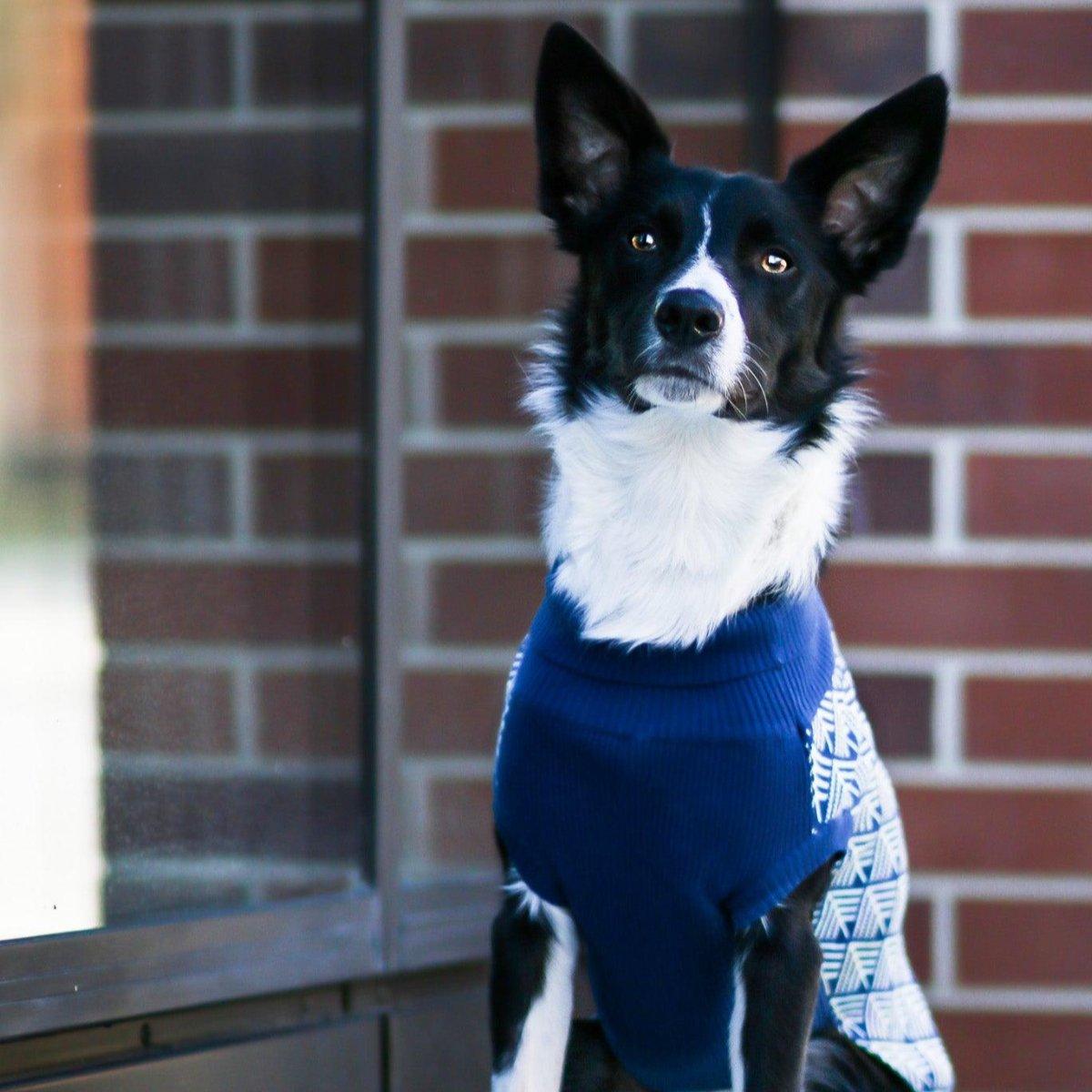 Pull pour chien - JUMPER - Kasibe