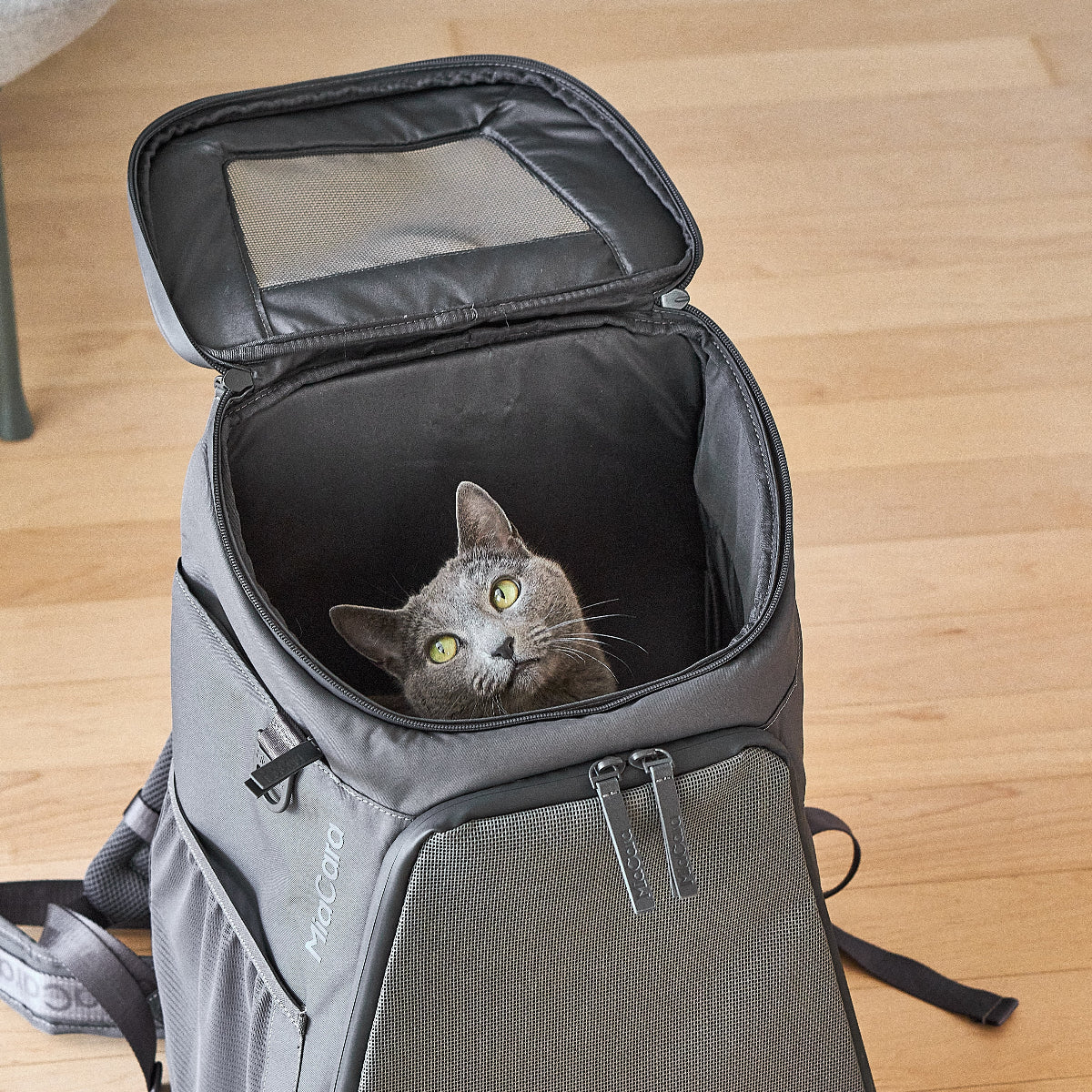 sac de transport pour chat gris - kasibe