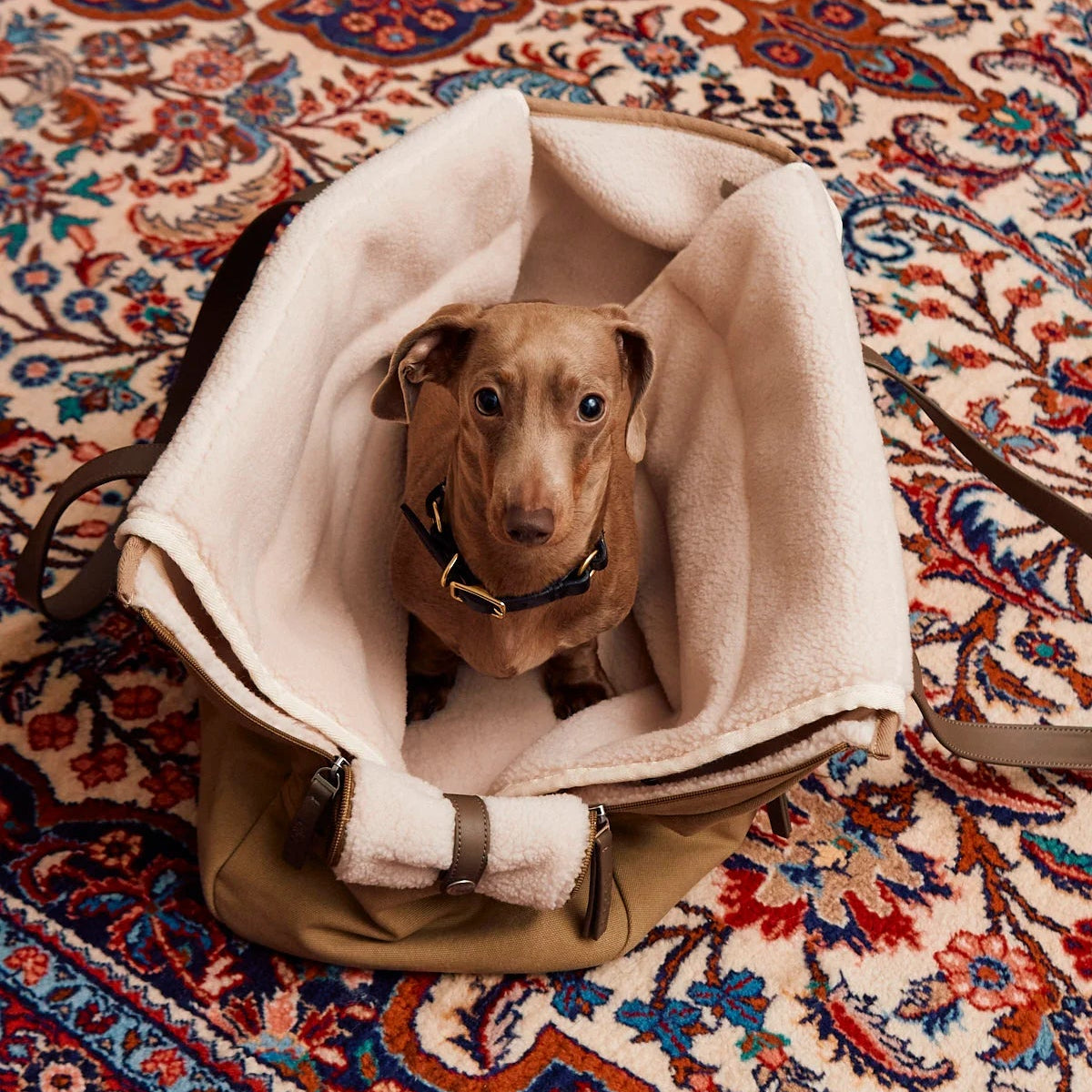 sac de transport design pour chien - kasibe