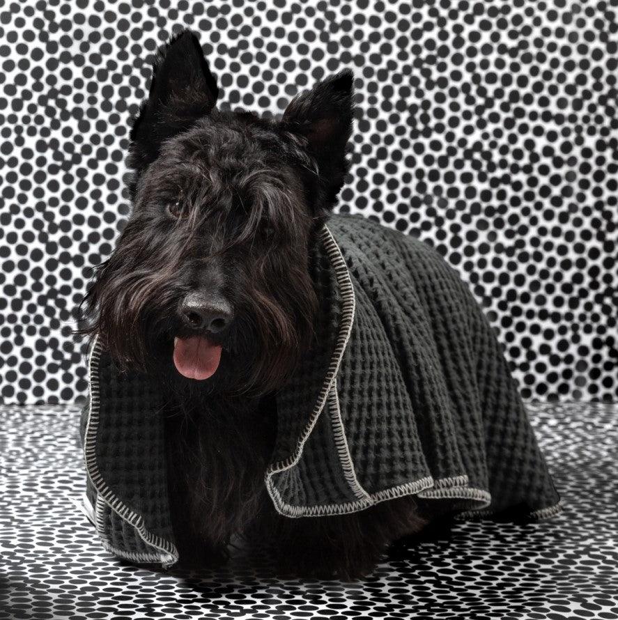 Serviette absorbante pour chien - SALLY DOTTO - Kasibe