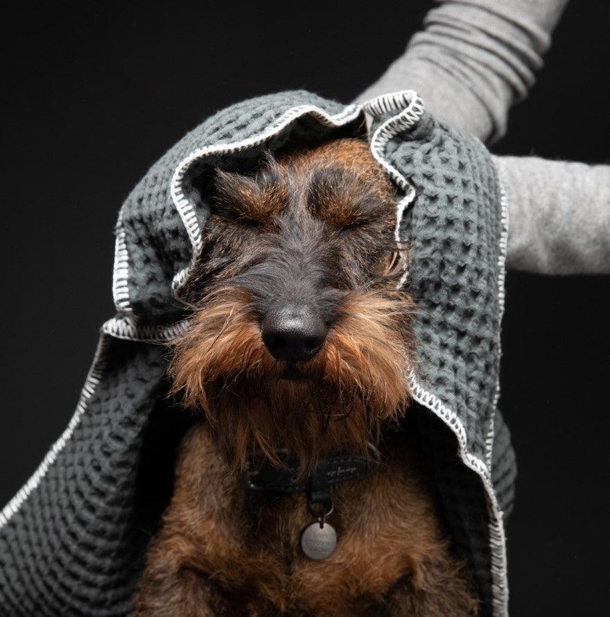Serviette absorbante pour chien - SALLY DOTTO - Kasibe