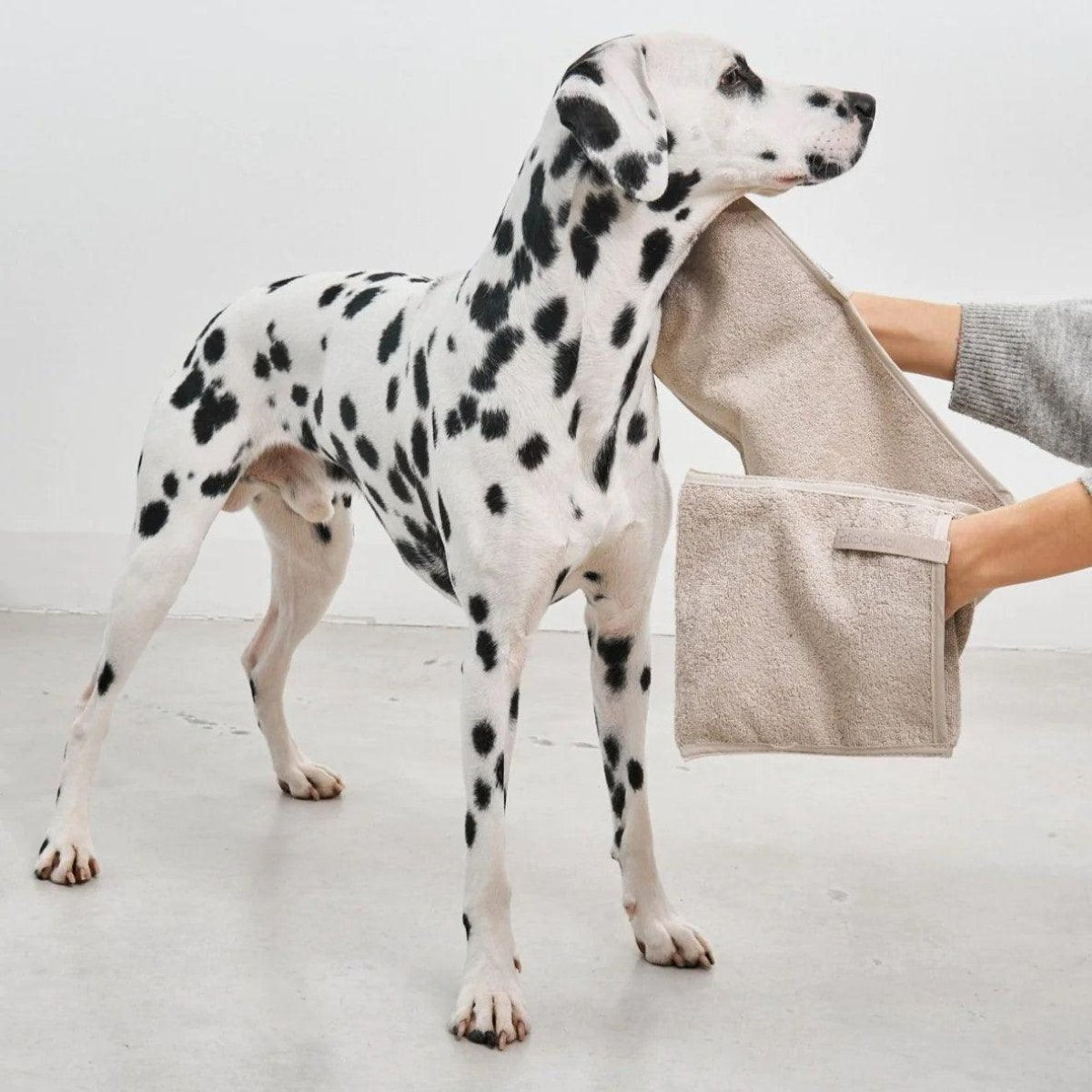 Serviette de bain absorbante pour chien - MANO - Kasibe