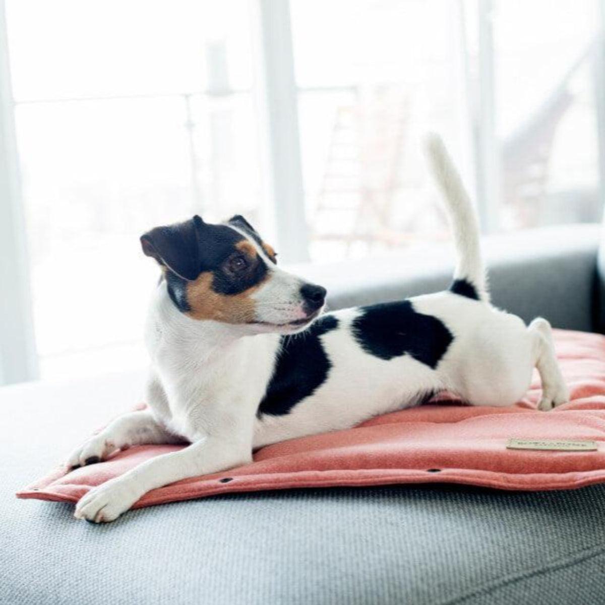Tapis pour chien - LOFT - Kasibe