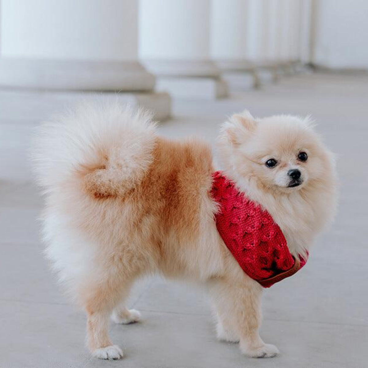 Tour de cou pour chien - JOY - Kasibe